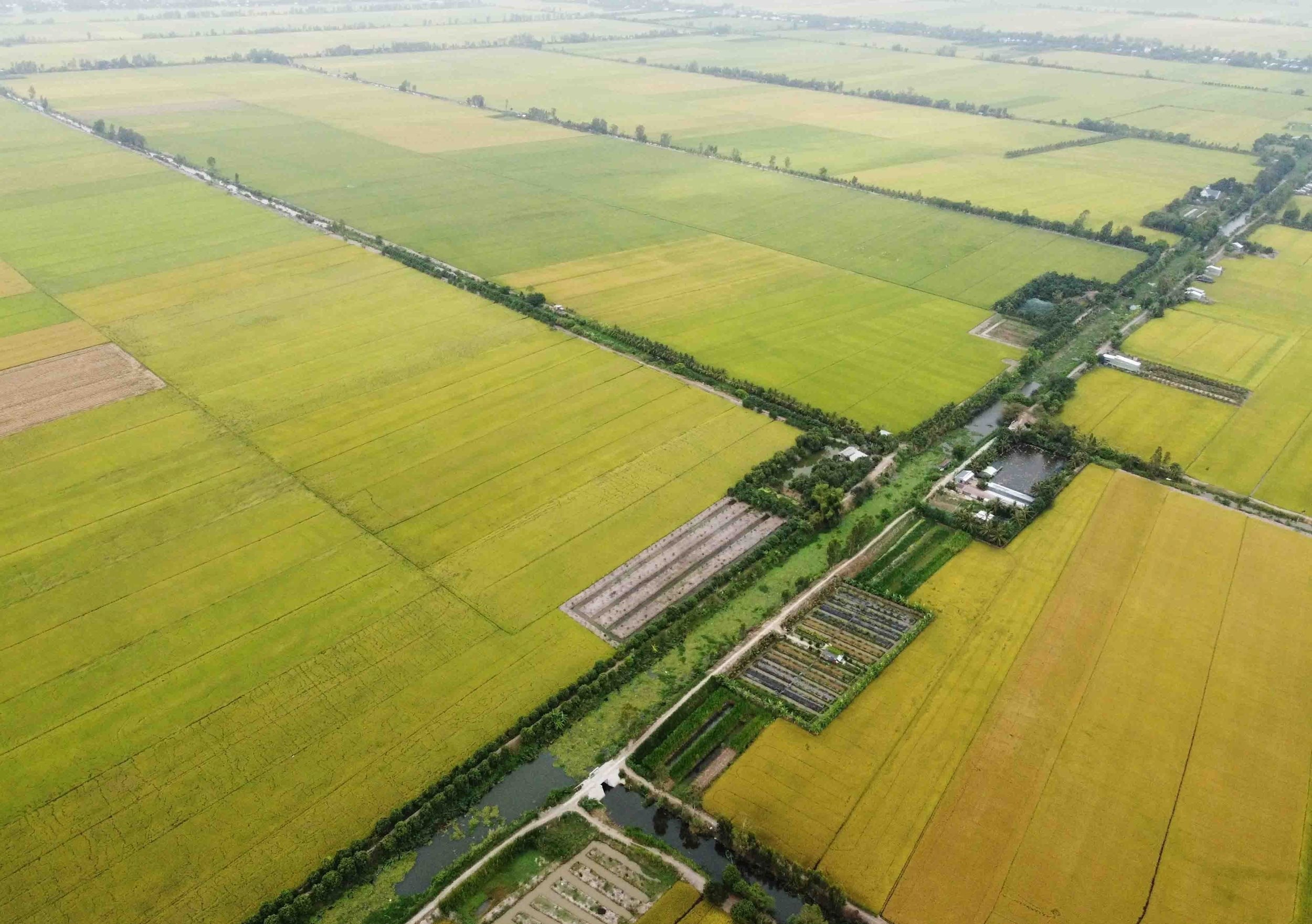 vna_potal_an_giang_phan_dau_kim_ngach_xuat_khau_gao_dat_330_trieu_usd_7833340.jpg