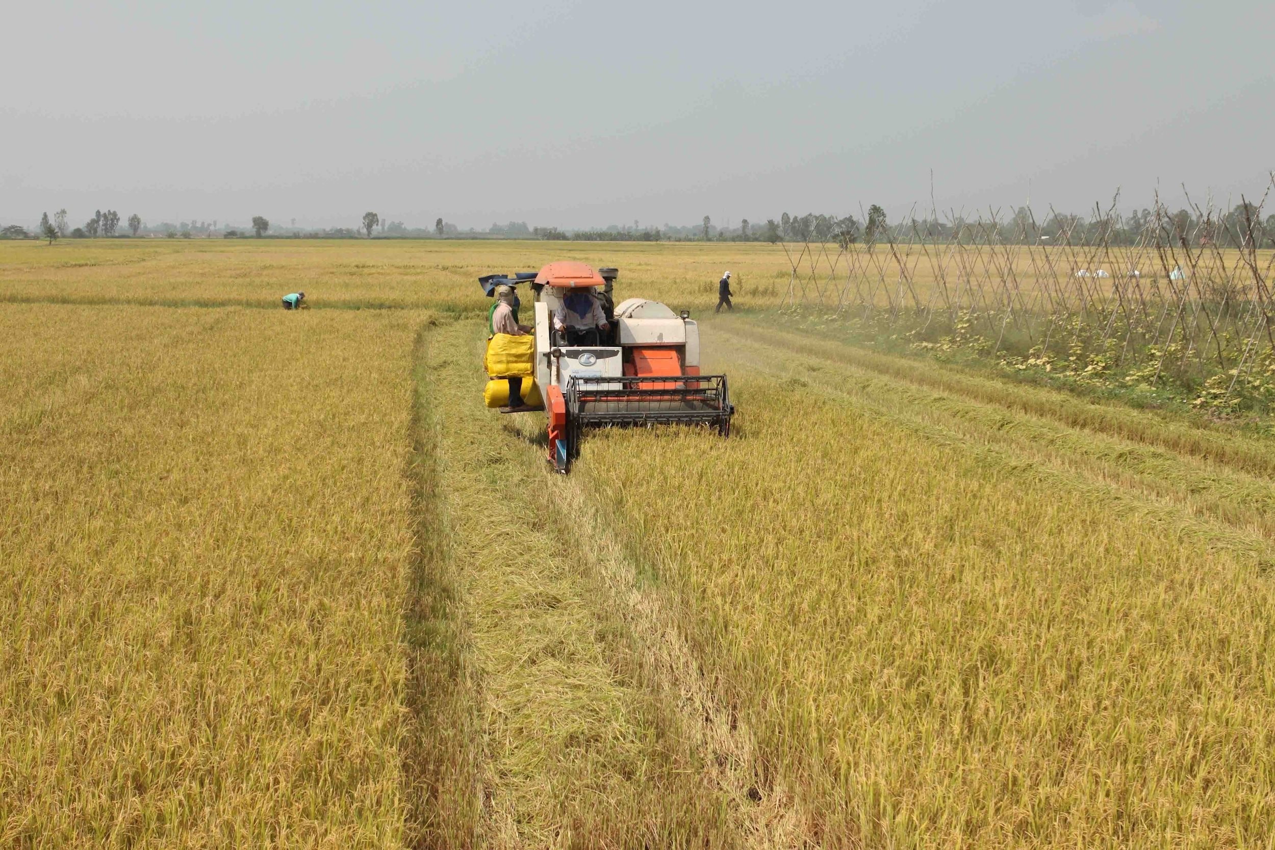 vna_potal_an_giang_phan_dau_kim_ngach_xuat_khau_gao_dat_330_trieu_usd_7833345.jpg