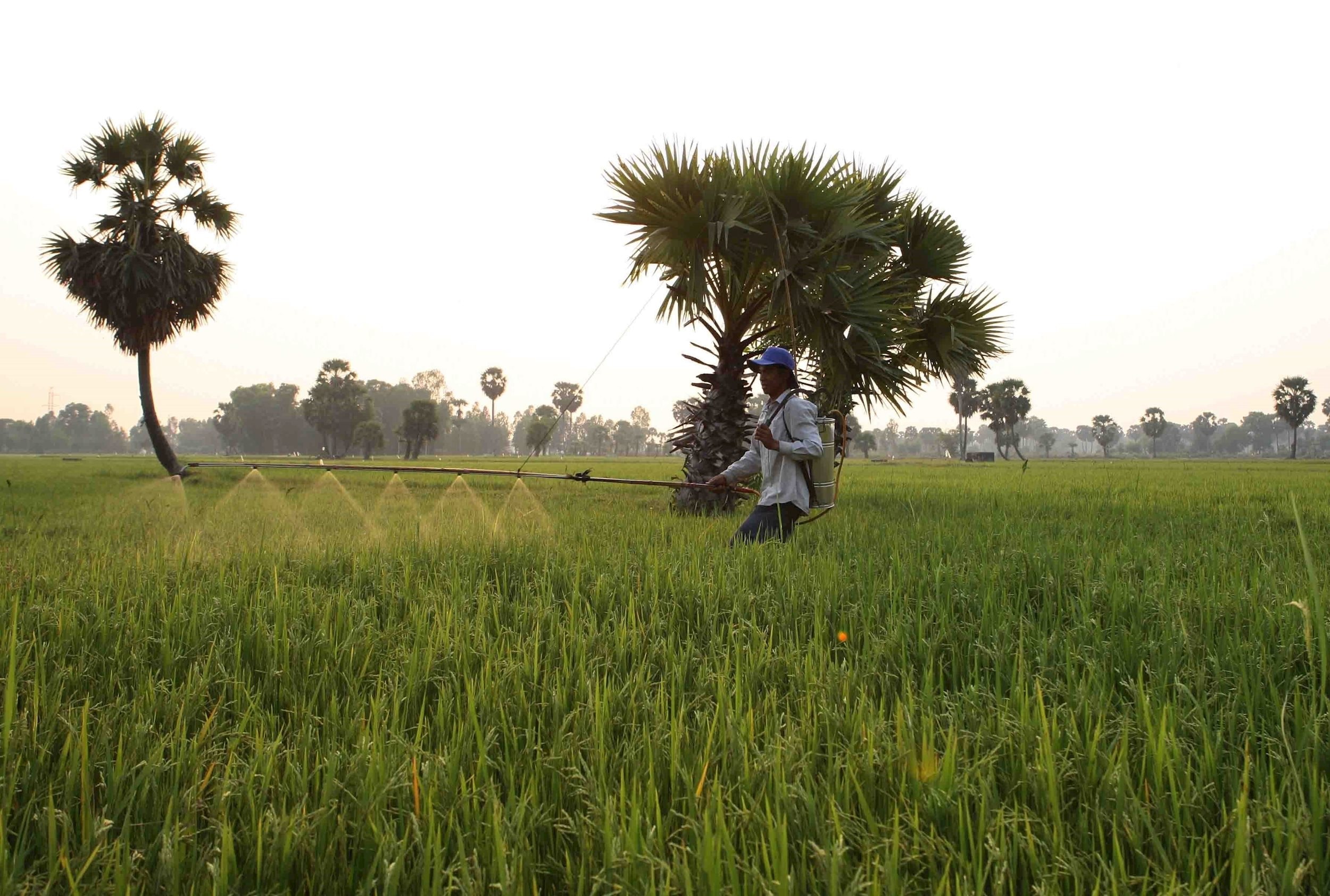 vna_potal_an_giang_phan_dau_kim_ngach_xuat_khau_gao_dat_330_trieu_usd_7833347.jpg