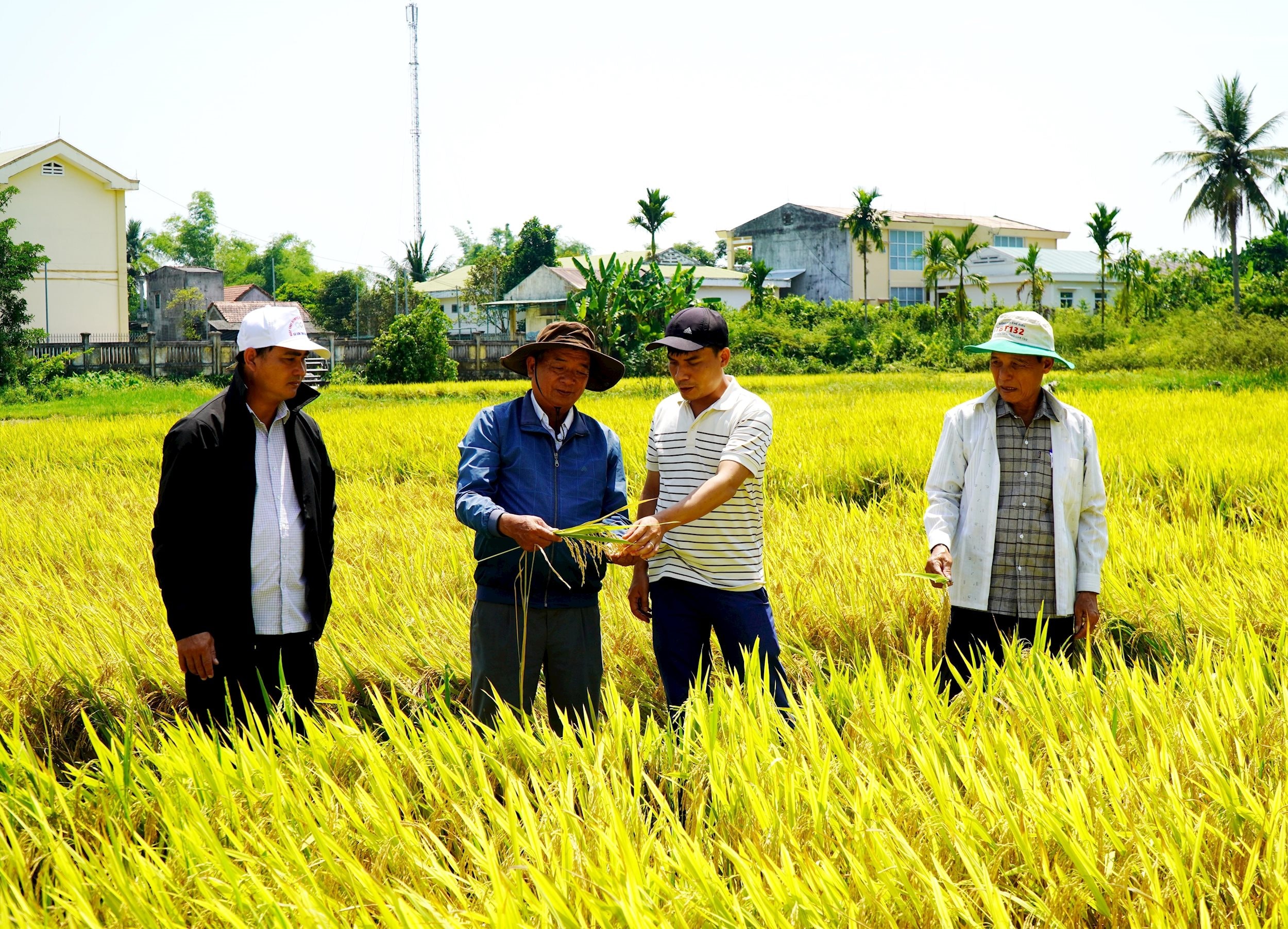 vna_potal_hieu_qua_tu_lien_ket_san_xuat_lua_gao_sach_o_quang_ngai_8734537.jpg