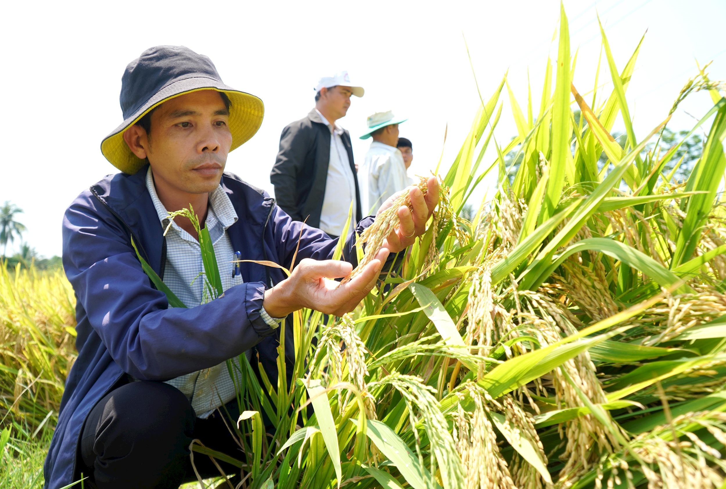 vna_potal_hieu_qua_tu_lien_ket_san_xuat_lua_gao_sach_o_quang_ngai_8734539.jpg