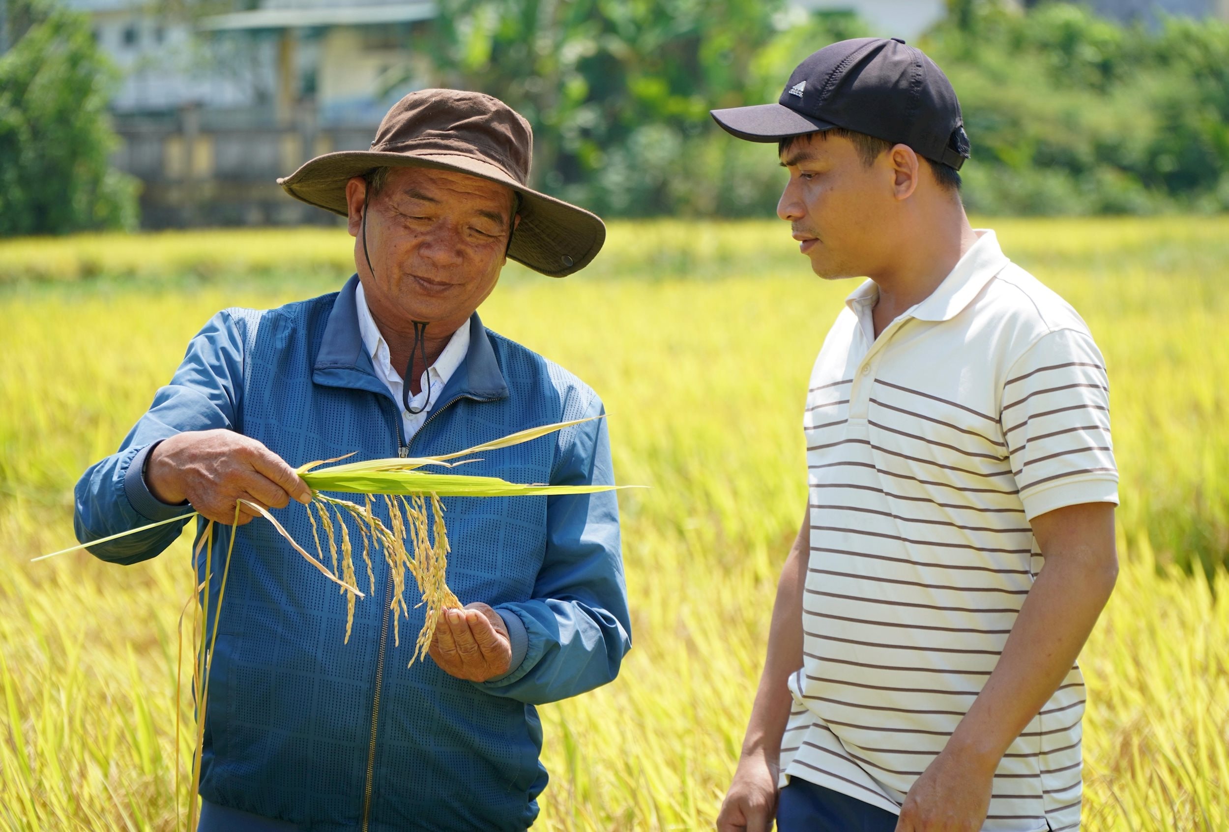 vna_potal_hieu_qua_tu_lien_ket_san_xuat_lua_gao_sach_o_quang_ngai_8734540.jpg
