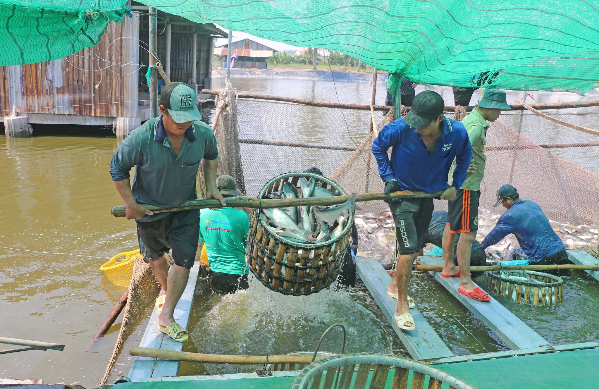 vna_potal_an_giang_kim_ngach_xuat_khau_5_thang_dau_nam_2026_dat_hon_1_ty_usd_8826068.jpg