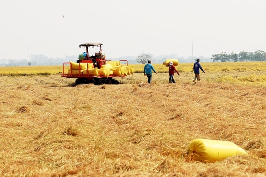 Tái cấu trúc ngành lúa gạo: Bứt khỏi "bẫy giá thấp"