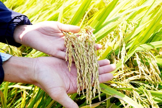 Chiến lược an ninh lương thực trong bối cảnh xung đột - Áp lực đổi mới tư duy